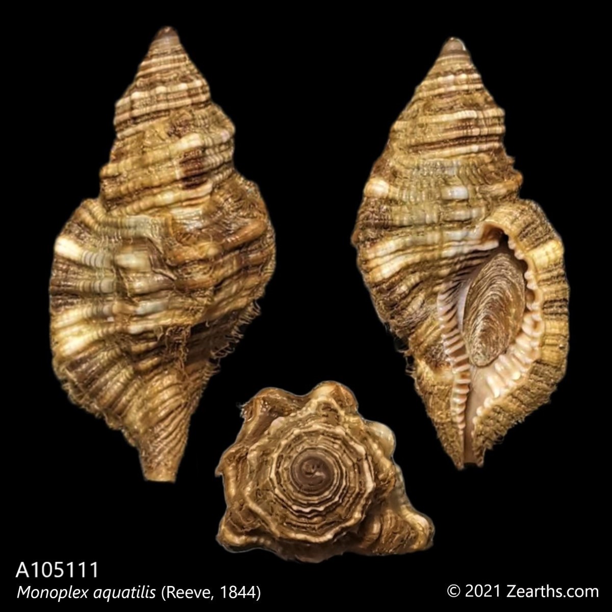 [A105111] Monoplex aquatilis (Reeve, 1844) – Zearth's Collections